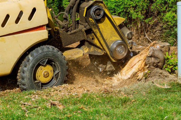 Best Tree Removal  in Freeburg, IL