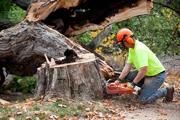 Best Seasonal Cleanup (Spring/Fall)  in Freeburg, IL